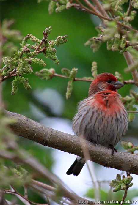 家朱雀(2) 家朱雀(2)