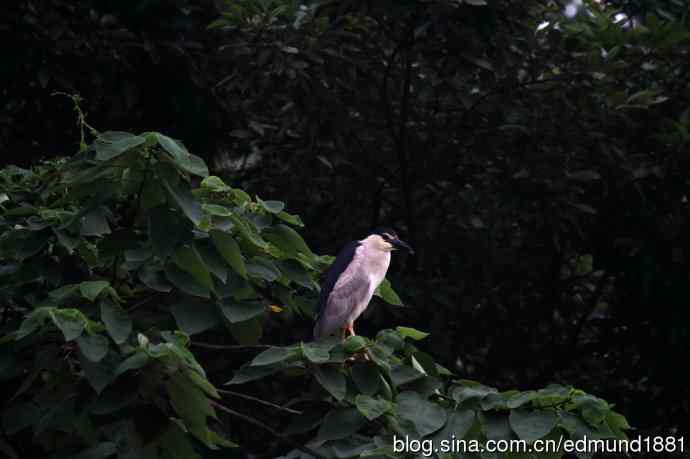 杭州西溪湿地拍菜鸟
