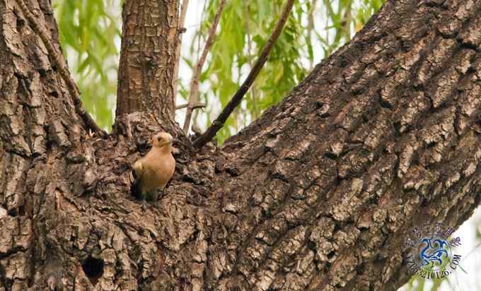 首次拍到戴胜奇观（组图，20张图片）