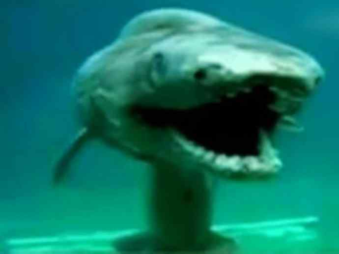 鱼类活化石：皱鳃鲨