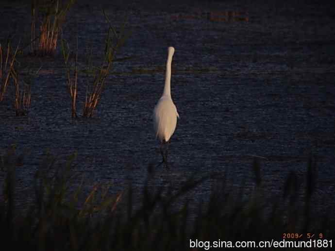 处女下海   施华望远鏡SW80HD打鸟