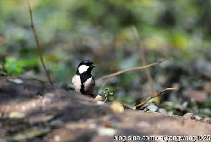 杂片（立冬所获）