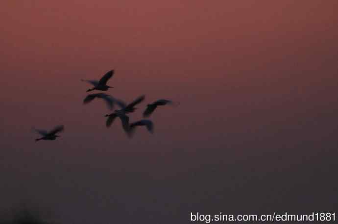 崇明东滩湿地公园观鸟记