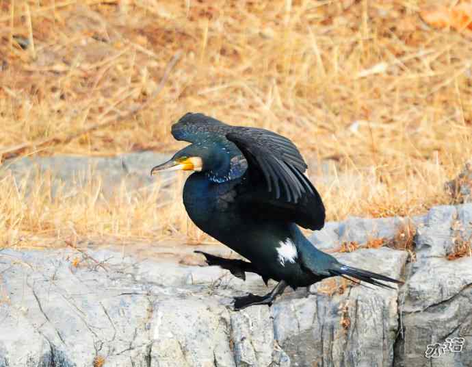 自我陶醉的鸬鹚 自我陶醉的鸬鹚