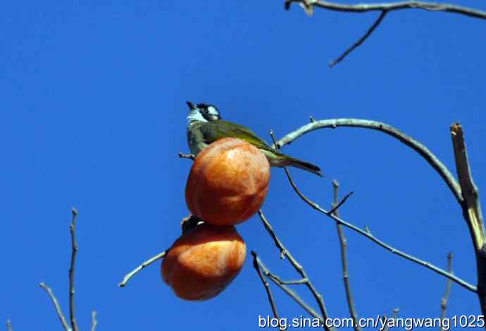 吃柿子的白头鹎