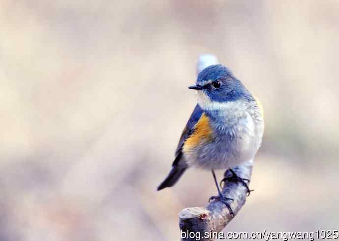 雄性红胁蓝尾鸲（4）