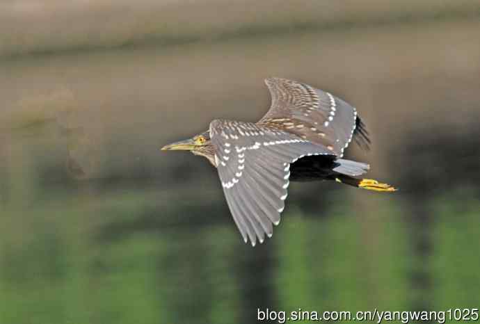 北京动物园的鸟类——飞（夜鹭）64