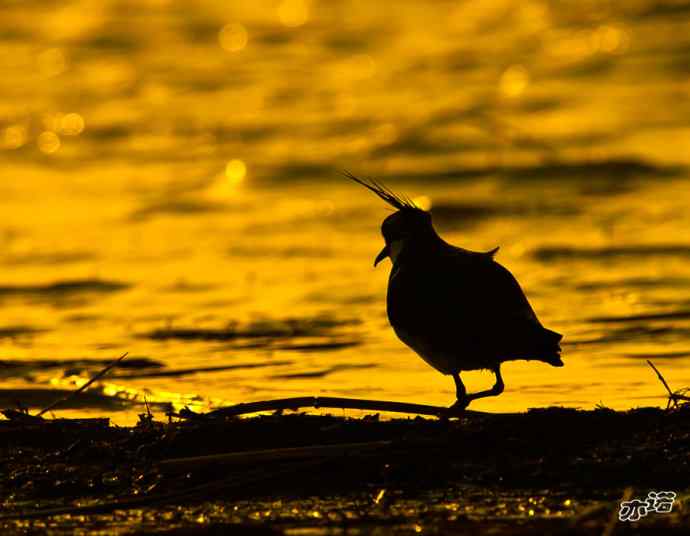 官厅水库&nbsp;wbr路&nbsp;wbr凤头麦鸡