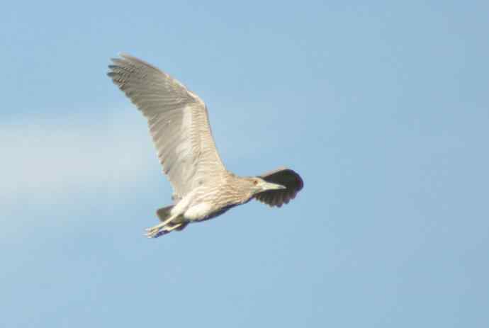 飞（夜鹭） wbr5