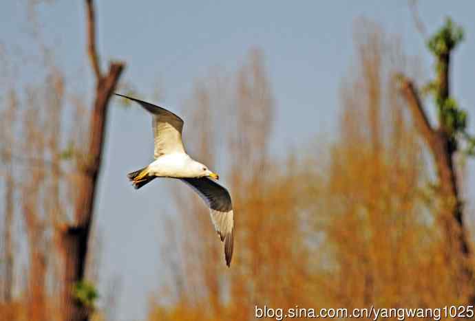 北京动物园的鸟类——海鸥（12）