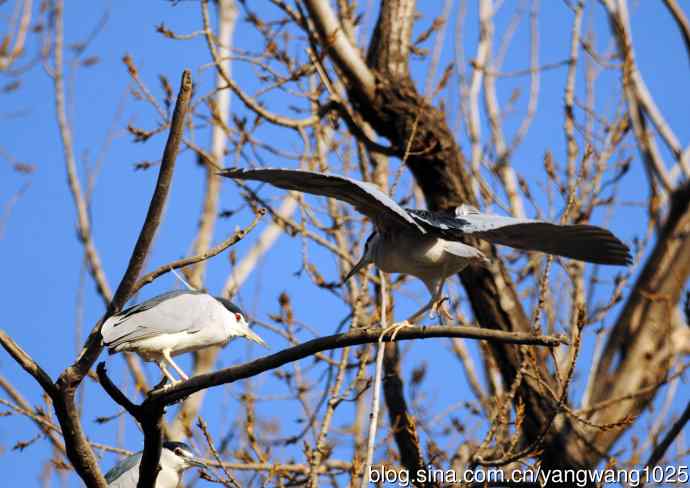 落向枝头的夜鹭(1) 落向枝头的夜鹭(1)