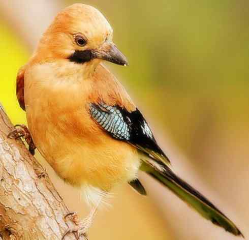 家禽驯化之源之二十九