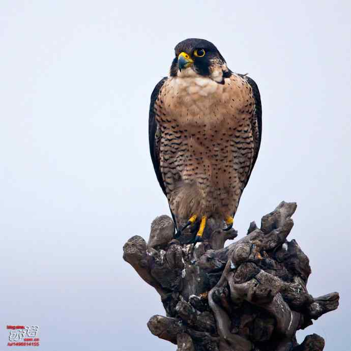 官厅水库&nbsp;wbr路&nbsp;wbr世界上飞行甚快的鸟：游隼