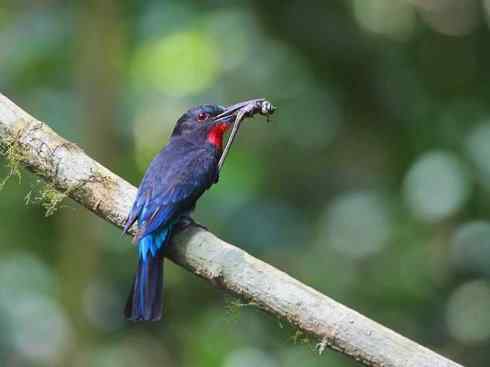 绝色攀禽:佛法僧目之蜂虎 绝色攀禽:佛法僧目之蜂虎