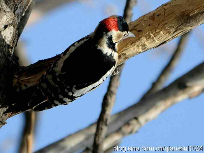 植物园里的大斑啄木鸟