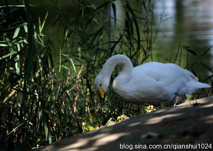 白天鹅.悠然自得(动物园)