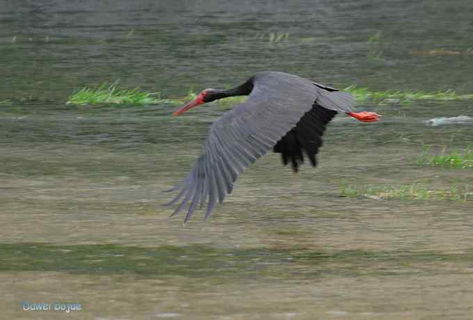 十渡的黑鹳和苍鹭