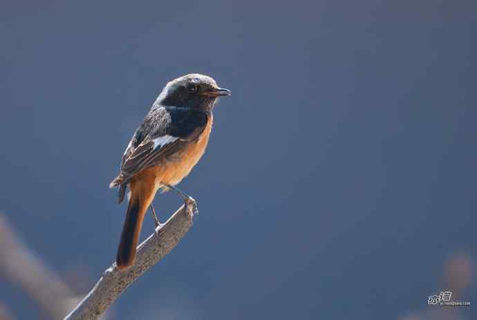 小鸟北红尾鸲&nbsp;wbr♂