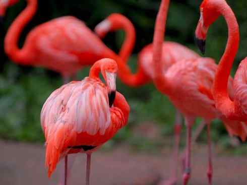 极品红色鸟类：火烈鸟