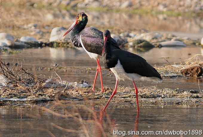 秃鹫和十渡的几只大鸟