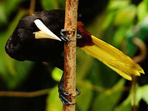 奇特的盔：拟椋鸟