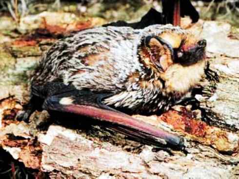 自然奇观：动物大迁徙(北美驯鹿长征)