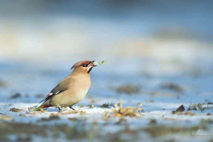 北京农展馆院子里的太平鸟