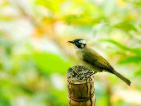 白头鸟类：另类的美丽（白头鹎）
