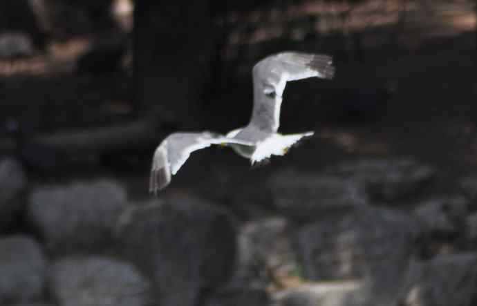 海鸥与打架的鸿雁 海鸥与打架的鸿雁