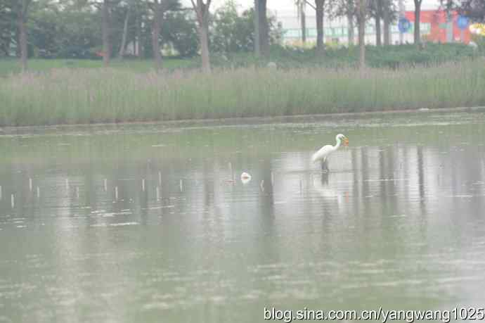 奥林匹克公园拍白鹭——还是不理想（纪实）