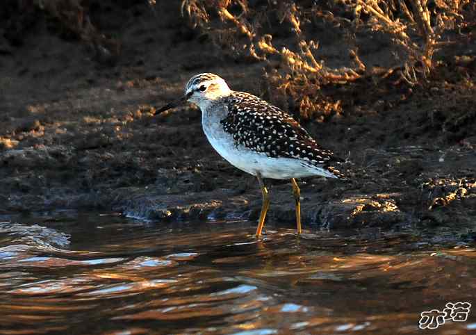河北乐亭&nbsp;wbr路&nbsp;wbr林鷸