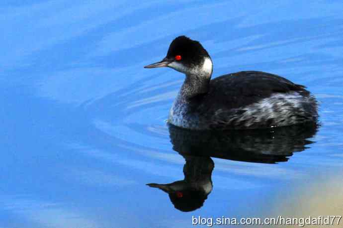 黑颈鸊鷉 黑颈鸊鷉
