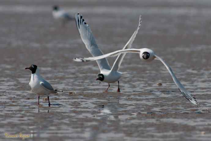 渤海湾的遗鸥迁徙潮