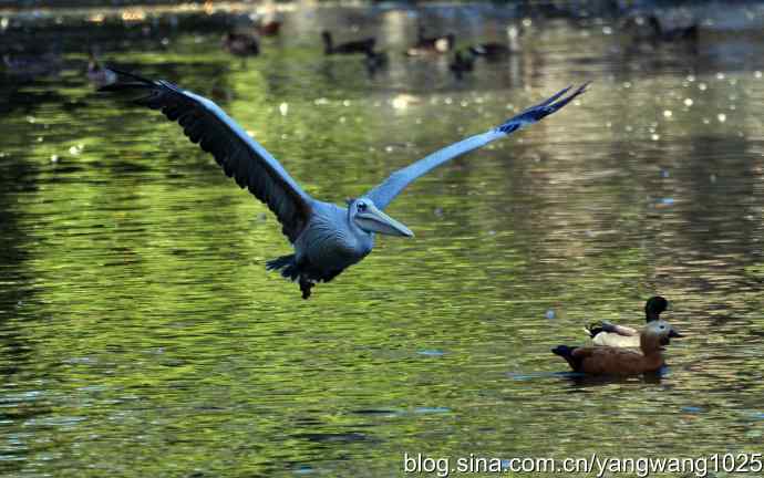 再拍鹈鹕 wbr wbr12