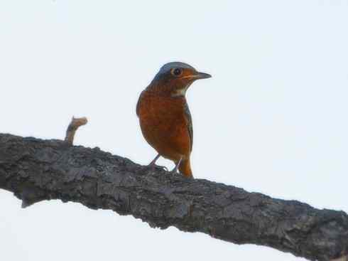 美丽无罪：雀鸟之矶鸫