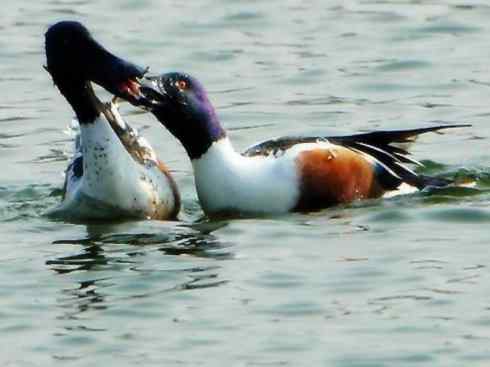 欣赏:美丽的钻水鸭5 欣赏:美丽的钻水鸭5