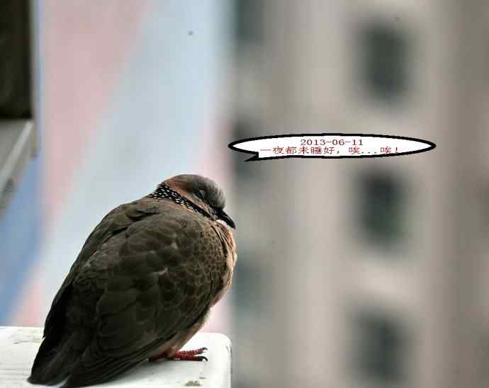 人鸟情未了-闹市十五楼珠颈斑鸠育儿记