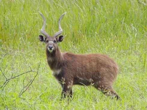 麒麟：传说的兽原型探秘（紫羚）
