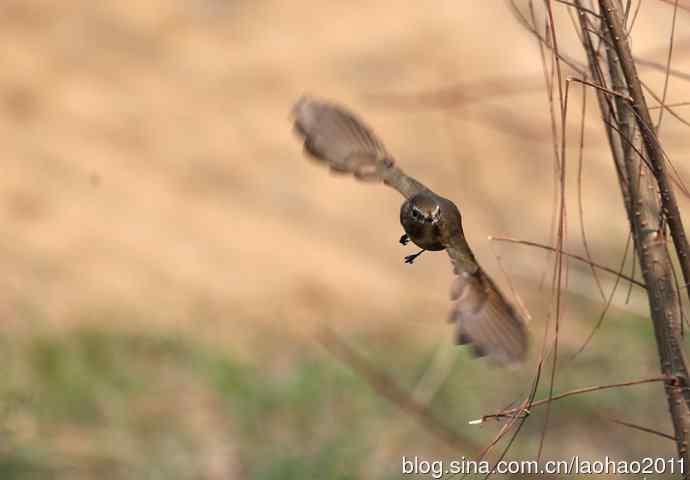 赤颈鸫和红胁蓝尾鸲