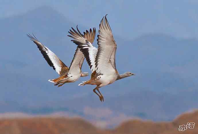 密云水库&nbsp;wbr路&nbsp;wbr大鸨