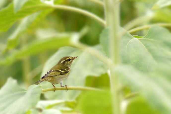 近几天拍到的鸟（拍鸟季来了鈥斺敼！）