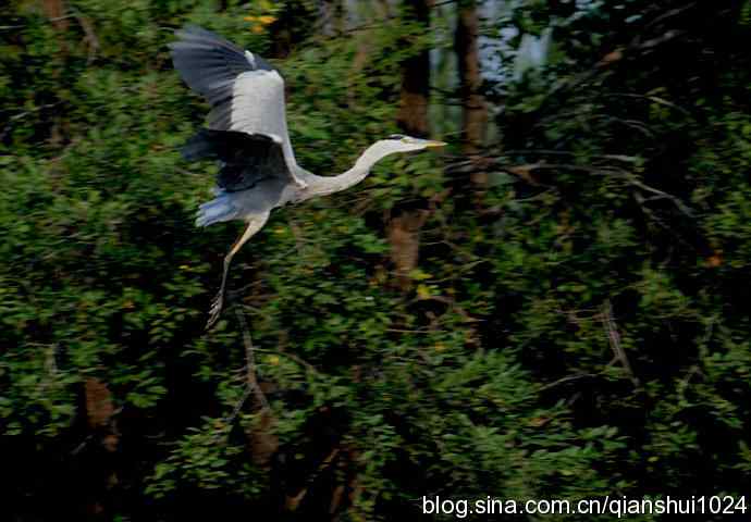 一只漂亮的苍鹭(稻香湖)