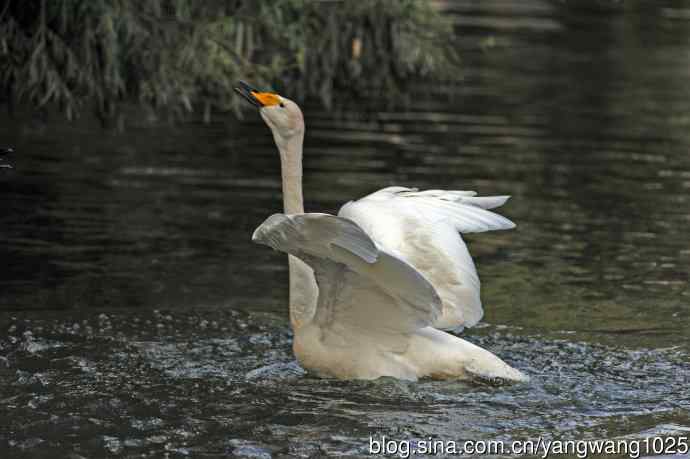 白天鹅之舞（5）
