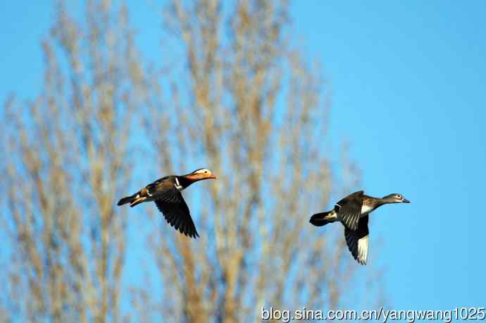 热恋季节的鸳鸯