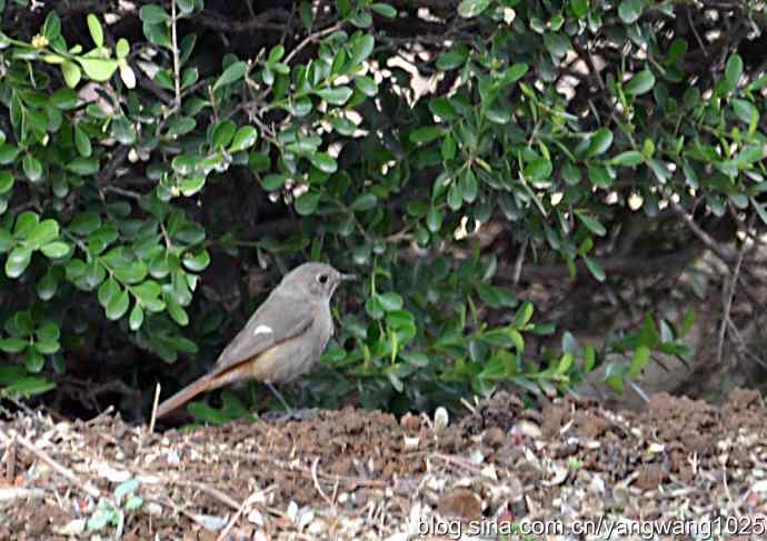 再拍北红尾鸲 再拍北红尾鸲