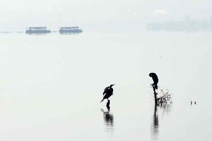 近几天拍到的鸟（拍鸟季来了鈥斺敼！）