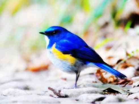 美丽无罪：雀鸟之红尾鸲