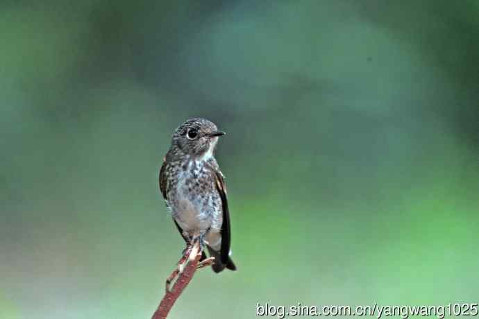 烏鶲（亚成鸟）1