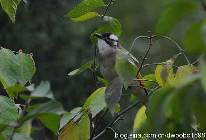 莲花池林鸟小拍