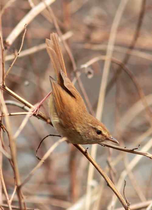 远东树莺、黄腹树莺、强脚树莺 远东树莺、黄腹树莺、强脚树莺